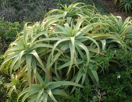 Aloe arborescens
