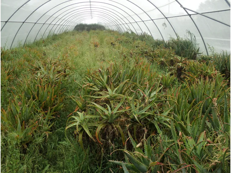 aloe arborescens in serra