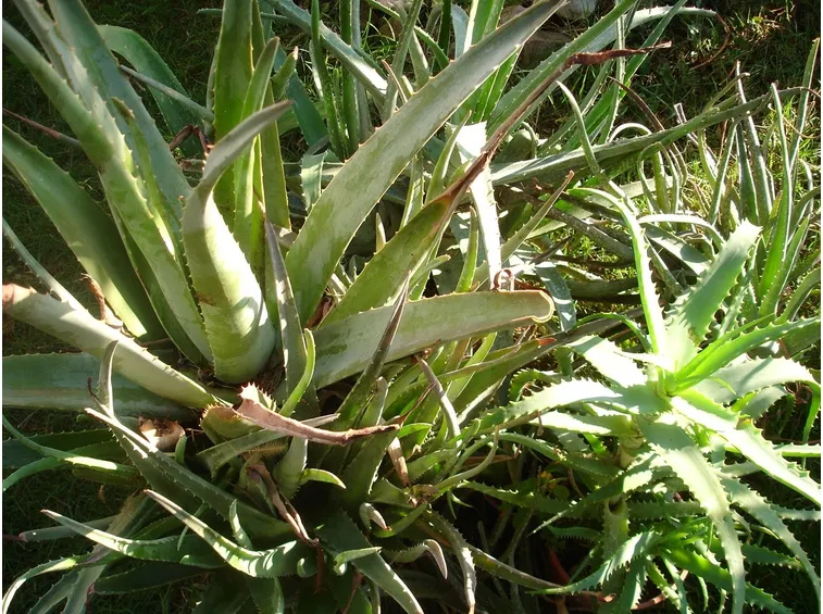 aloe pianta