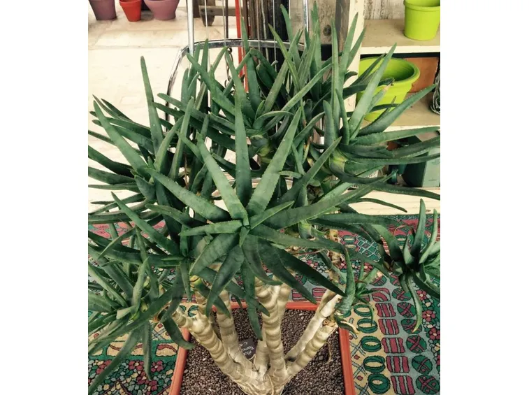aloe arborescens pianta