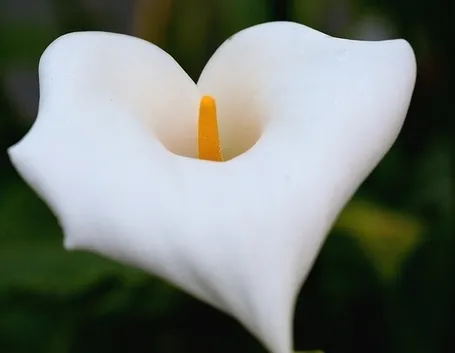 Varietà di anthutium bianco