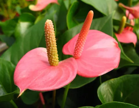 Anthurium pianta