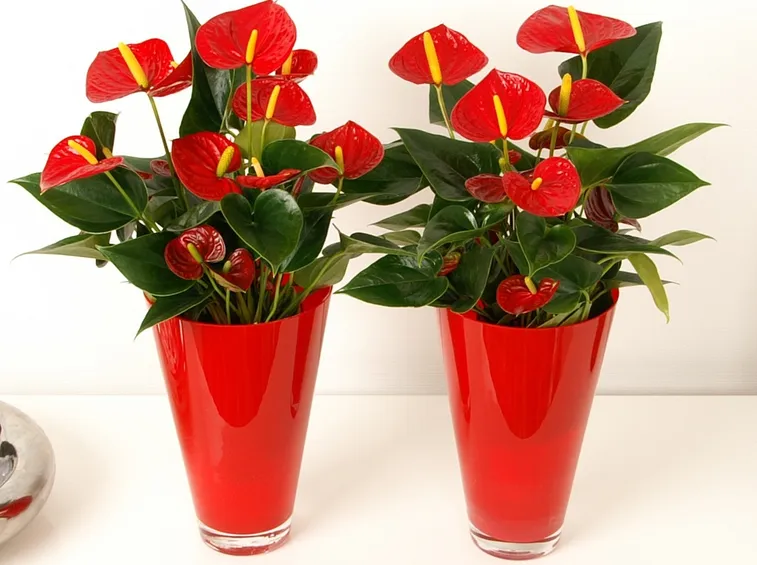 piante Anthurium