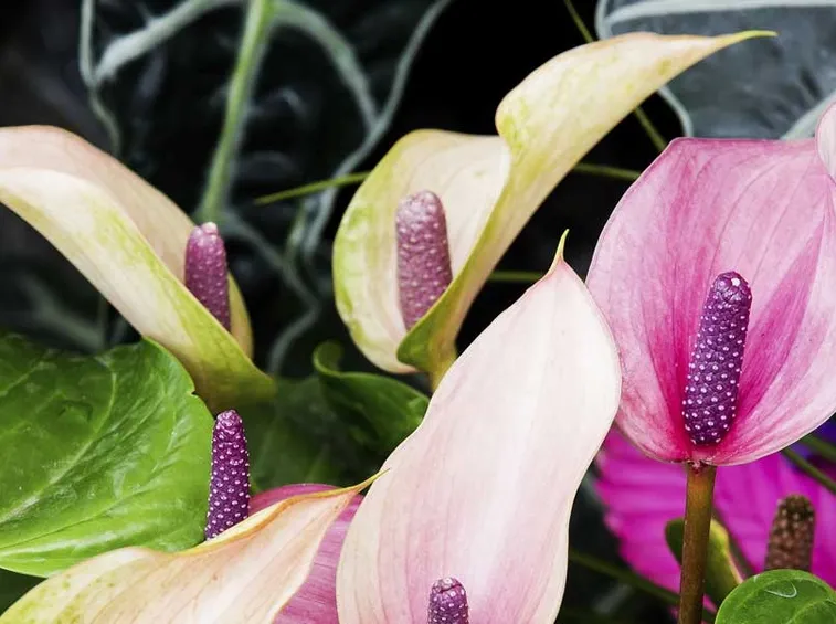 Coloratissimi Anthurium