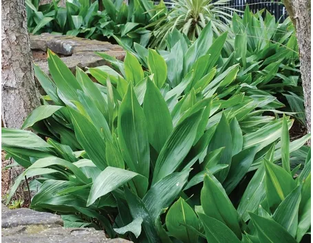 Aspidistra in giardino