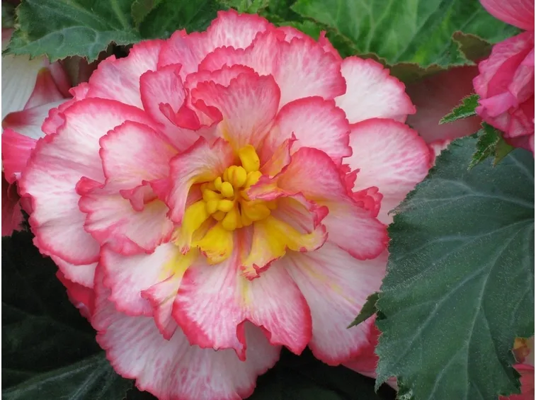 Una begonia