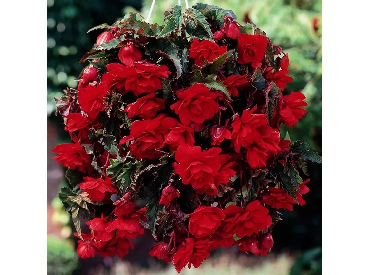 Uno schema della begonia gigante