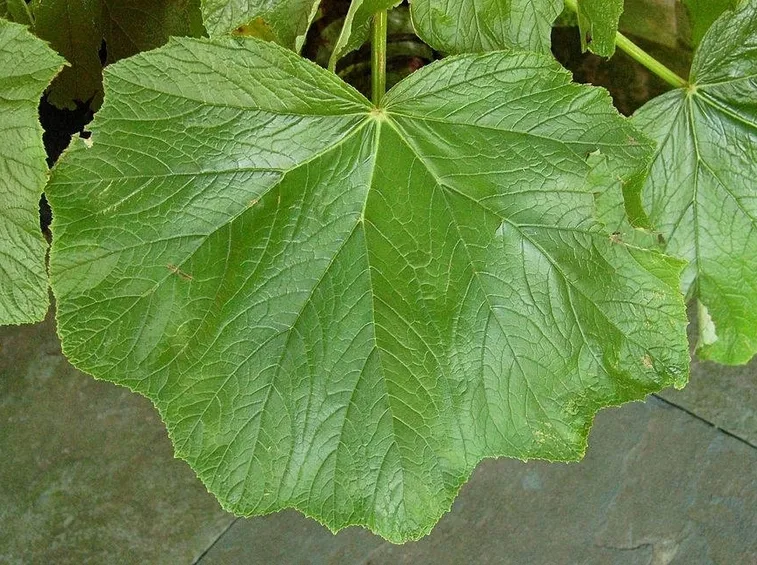 Una foglia di begonia