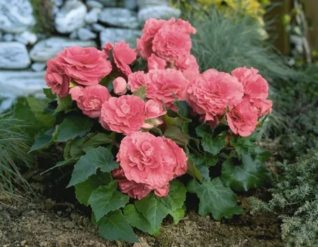 Begonia tuberosa rosa