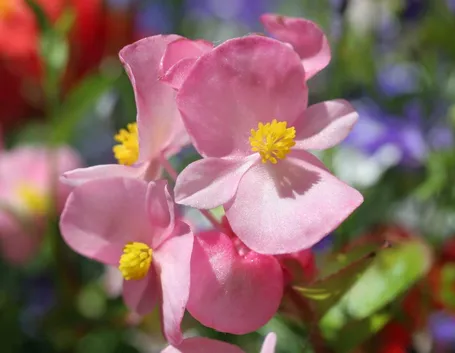 Begonia