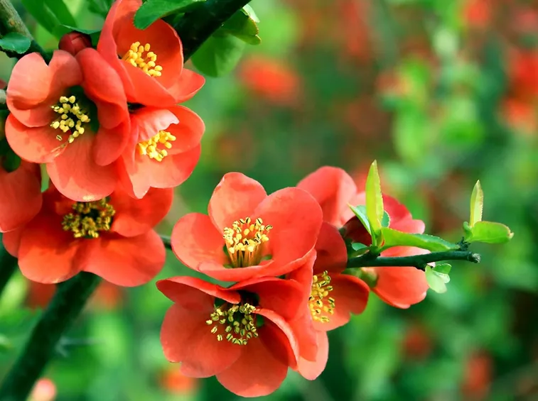 begonia