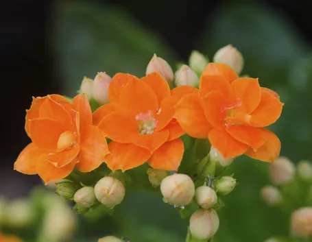 Kalanchoe