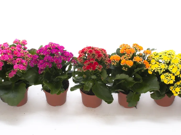 Kalanchoe