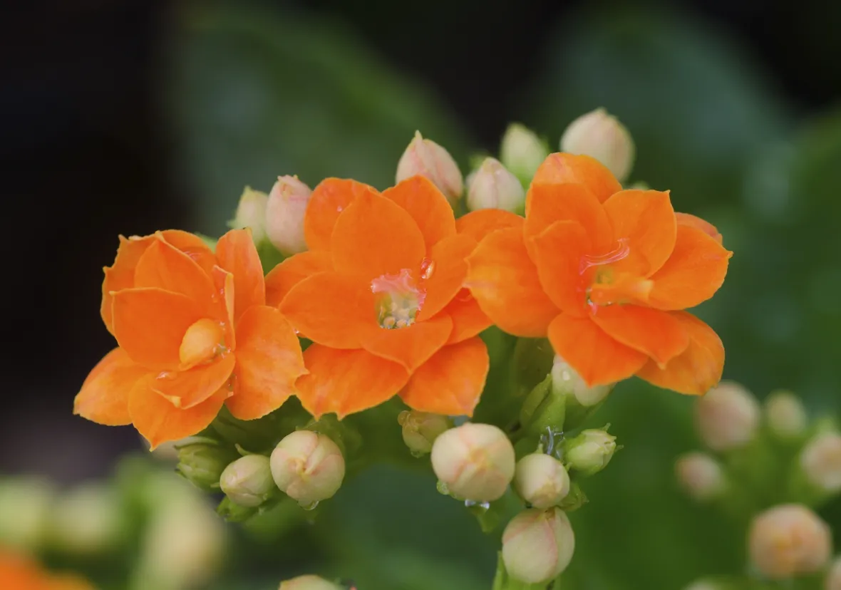 Kalanchoe