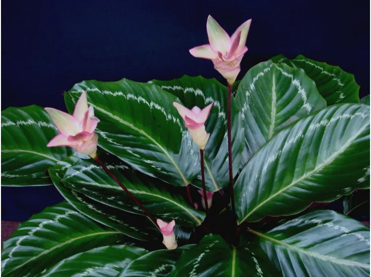 Pianta di calathea fiorita