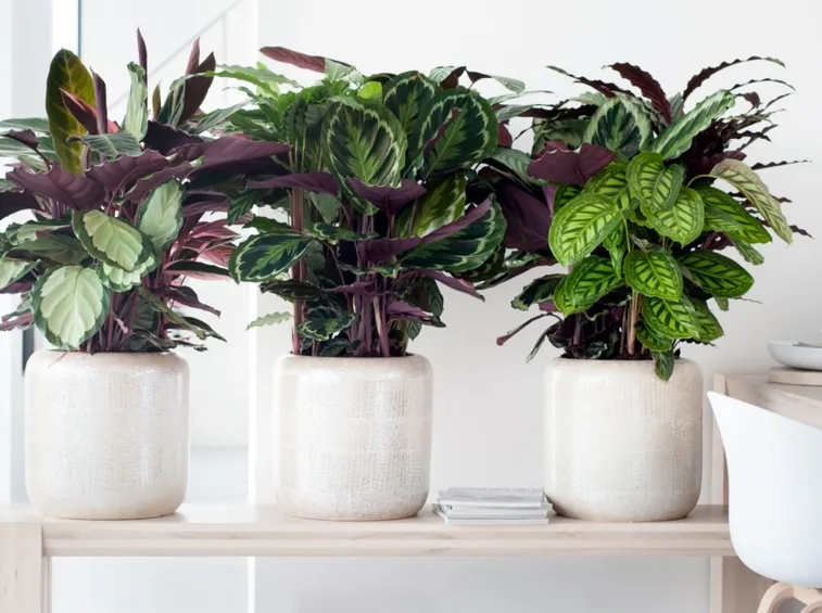 Diverse tipologie di calathea