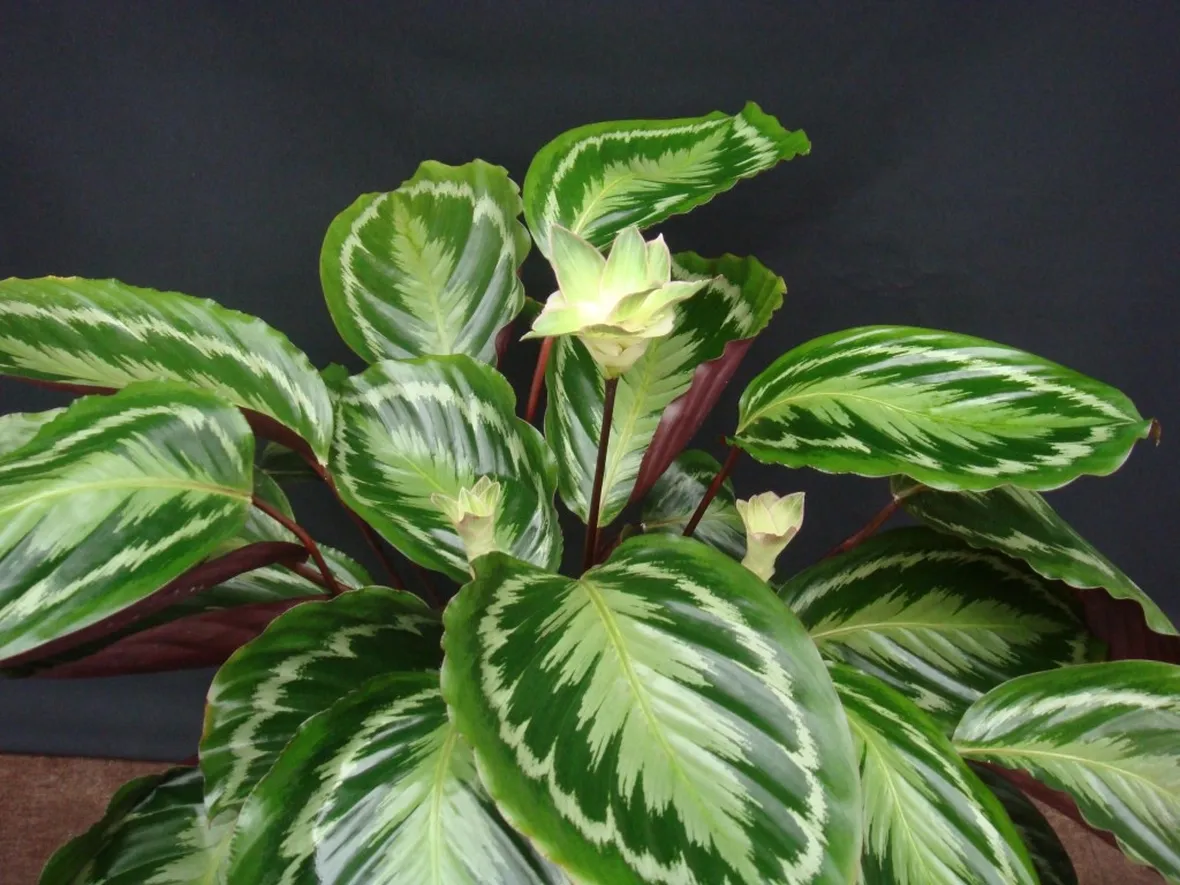 Pianta di calathea