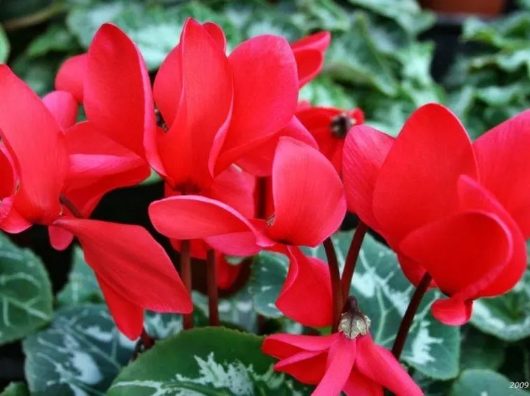 Ciclamini rossi
