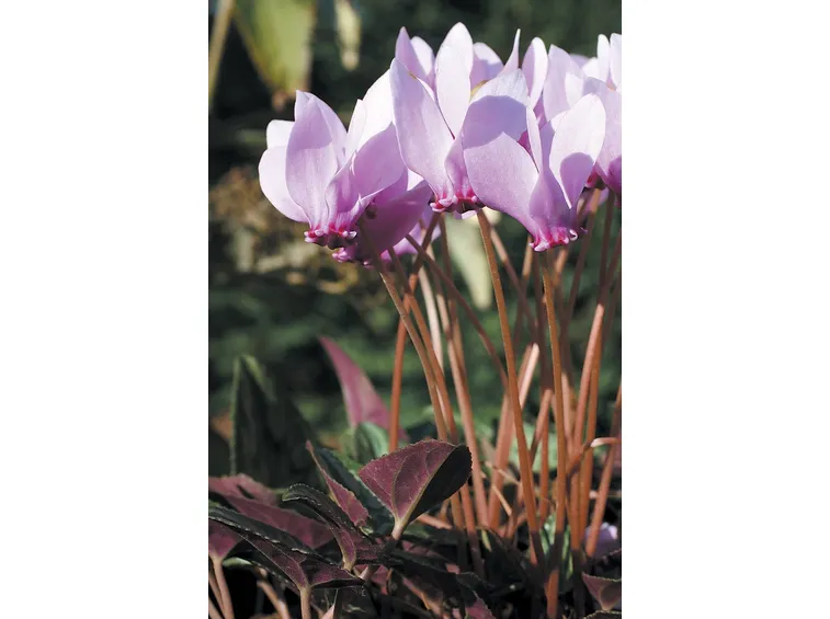 Ciclamini rosa.