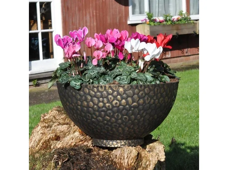 Ciclamini in vaso.