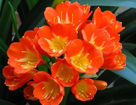 Clivia