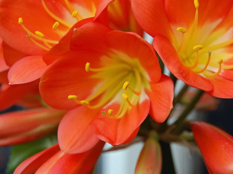 Clivia