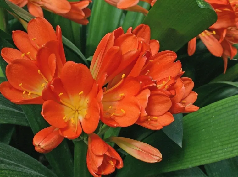 CLIVIA FIORITA
