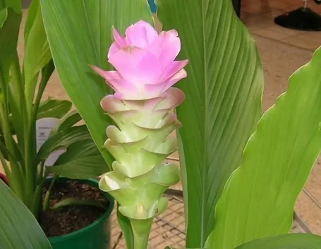 Pianta curcuma