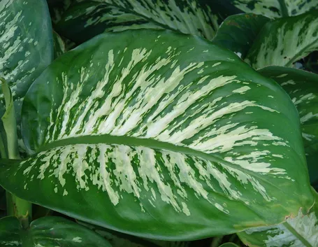 diefenbachia