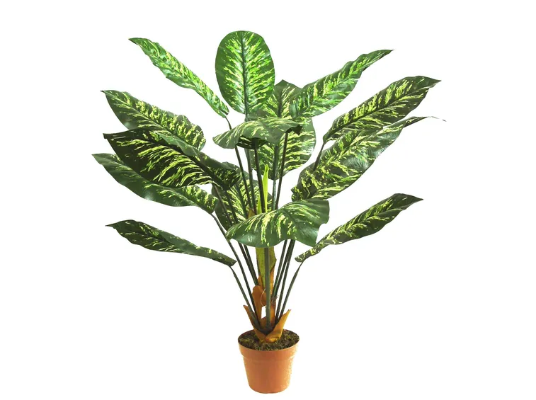 diefenbachia