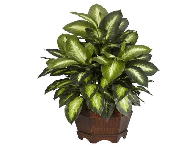 foglie dieffenbachia