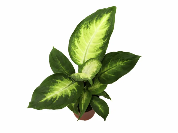 foglie dieffenbachia