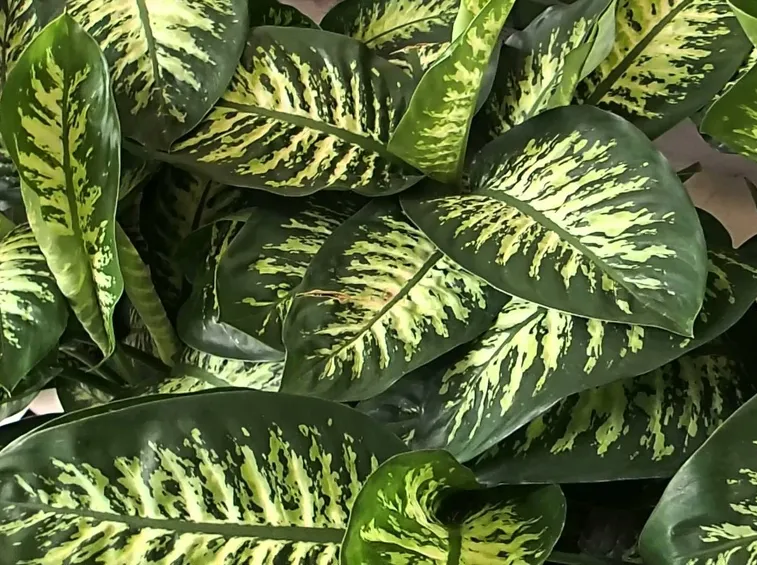 dieffenbachia tropic snow