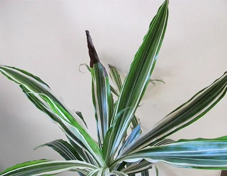 Dracaena Deremensis