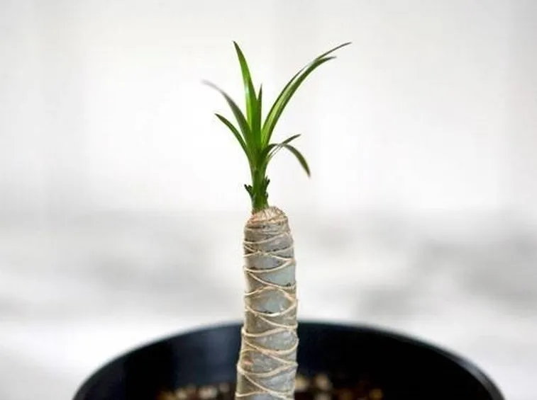 Nuovo germoglio di dracena