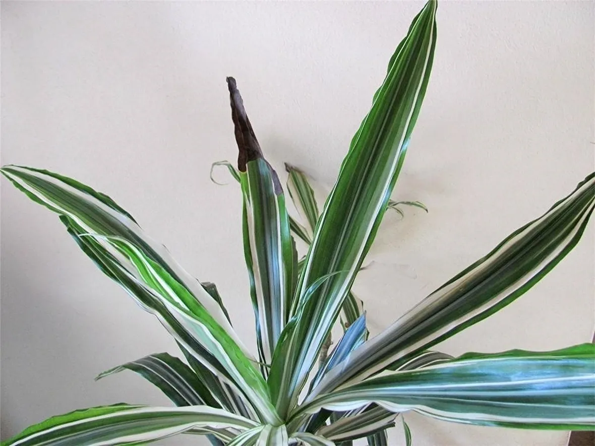 Dracaena Deremensis