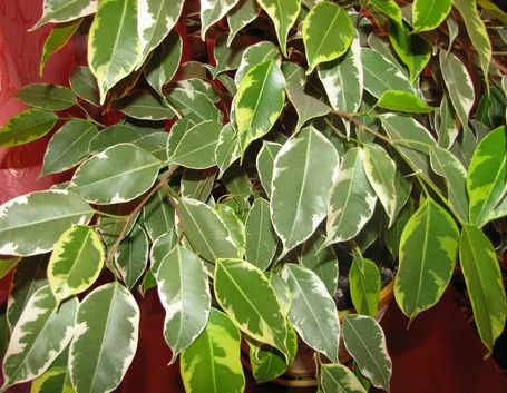 Ficus benjamin foglie
