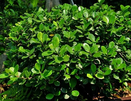 Ficus ginseng pianta