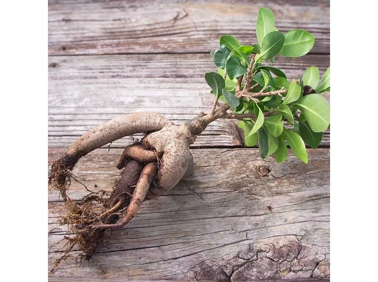 Ficus ginseng radici