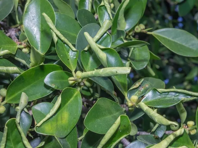 malattie ficus ginseng