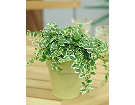 ficus pumila