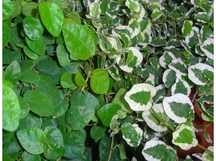 Dettaglio fogliame ficus repens.