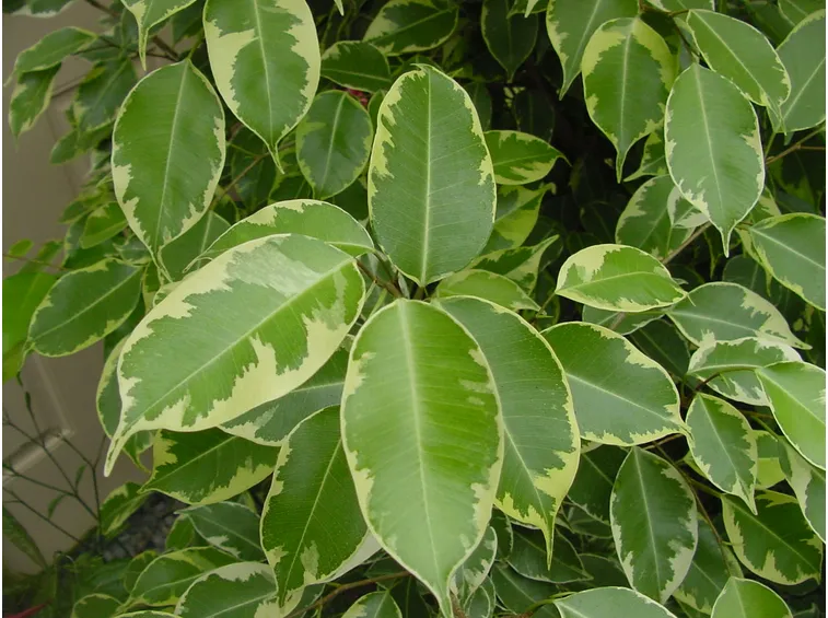 Ficus benjamin