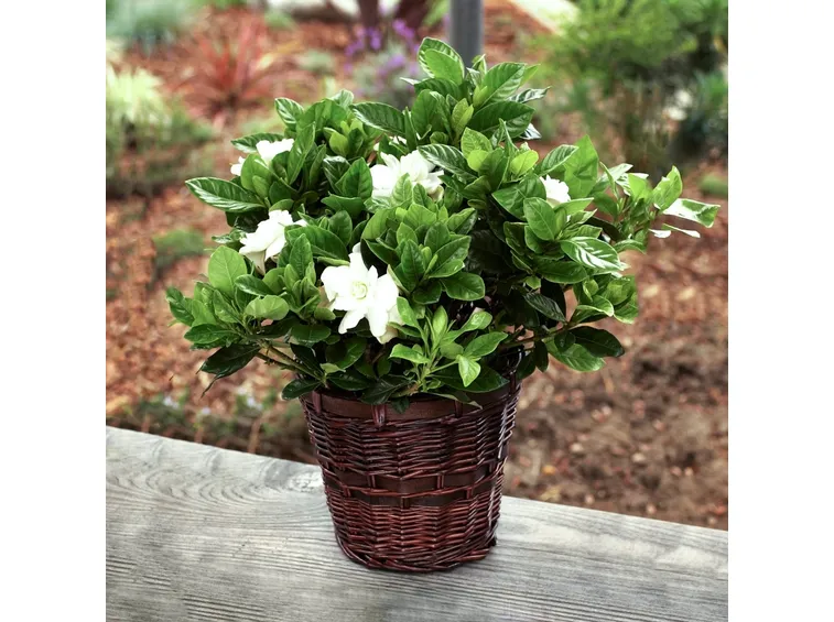 Caratteristici fiori della gardenia