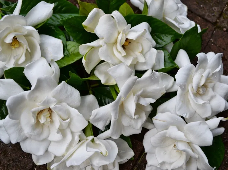 Fiore di gardenia curato