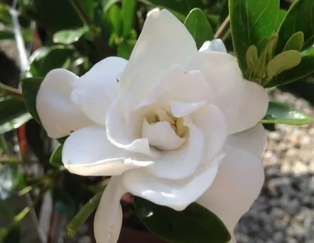 Gardenia jasminodes