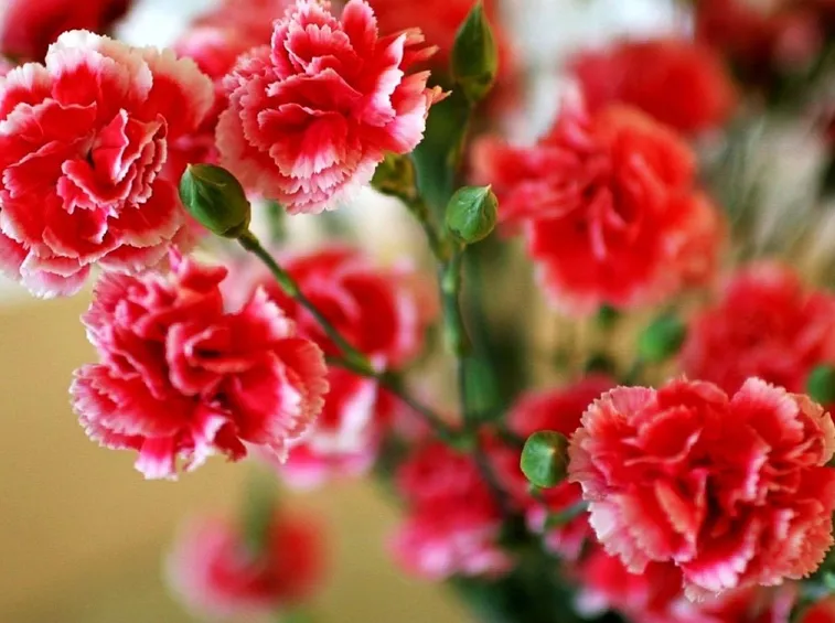 Piante garofani fiore