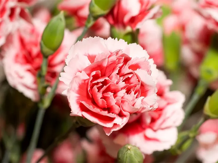 Fiori appartamento giardino