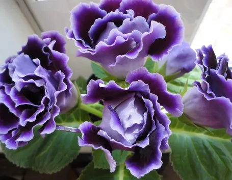 gloxinia