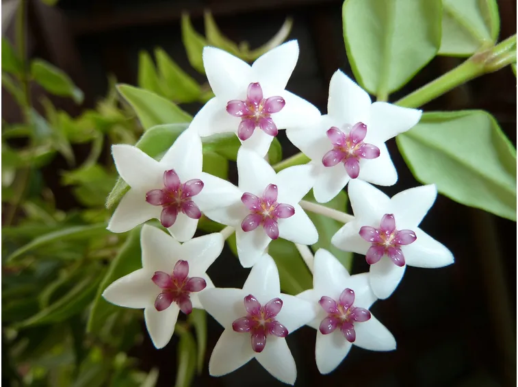 Hoya bella